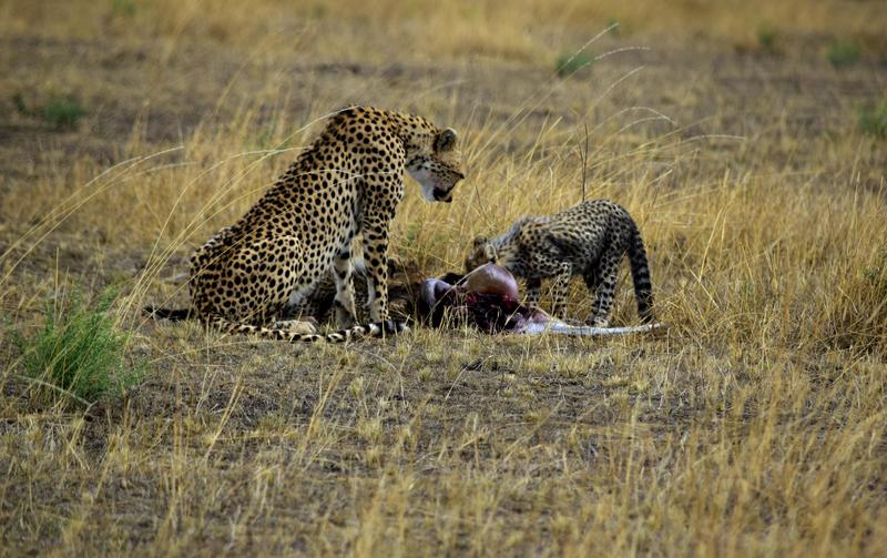 Mis días de safari en Uganda, Kenia y Zanzíbar.. Os lo intento contar - Blogs de Africa Este y Centro - Día completo en el Mara.. qué sitio tan impresionante.. (18)