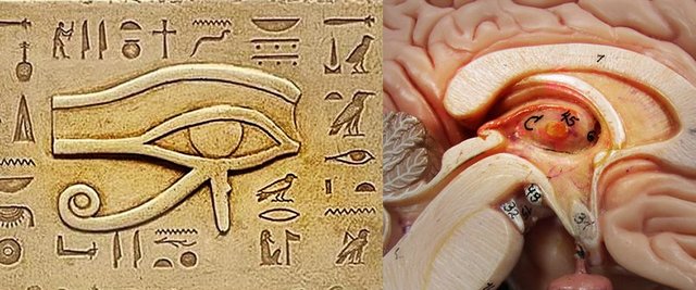 Thrid eye eye of ra and ammons horn hippocampus