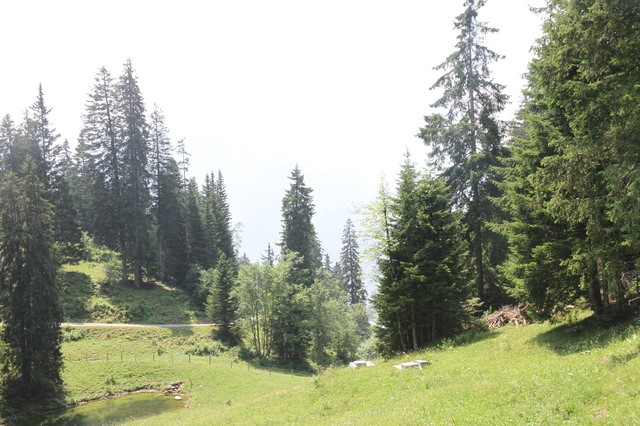 RUTA DEL ENANITO DE MUGGESTUTZ-AARESCHLUCHT-HARDER KULM - ATRACÓN DE ALPES SUIZOS, TOQUES DE FRANCIA E ITALIA (16)