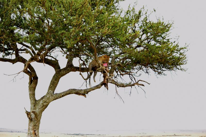 Mis días de safari en Uganda, Kenia y Zanzíbar.. Os lo intento contar - Blogs de Africa Este y Centro - Recorremos Masai Mara de un extremo a otro.. ¡Qué lugar! (6)