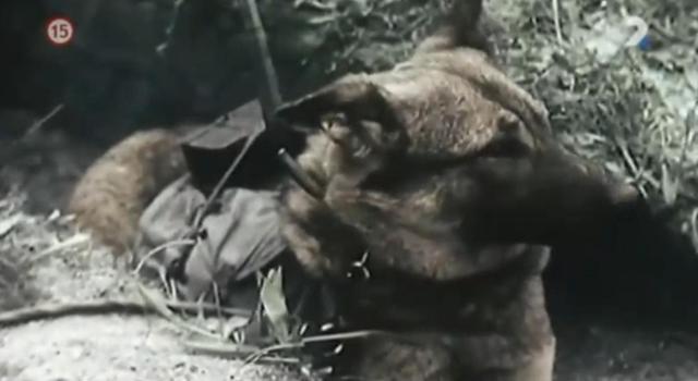 Imagen de un perro antitanque del documental Apocalipsis Segunda Guerra Mundial El punto de inflexión