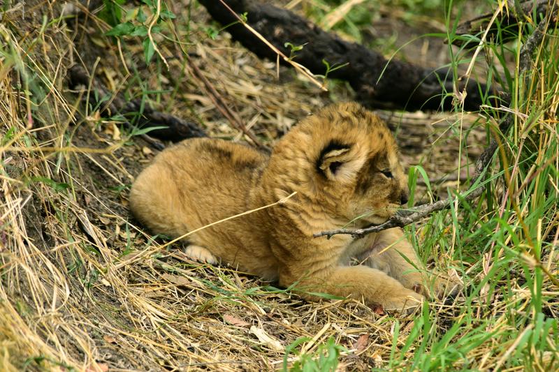 Mis días de safari en Uganda, Kenia y Zanzíbar.. Os lo intento contar - Blogs de Africa Este y Centro - Recorremos Masai Mara de un extremo a otro.. ¡Qué lugar! (18)