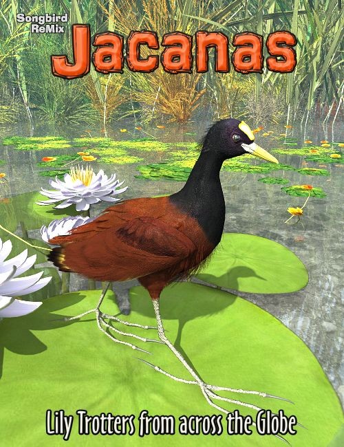 Songbird ReMix Jacanas