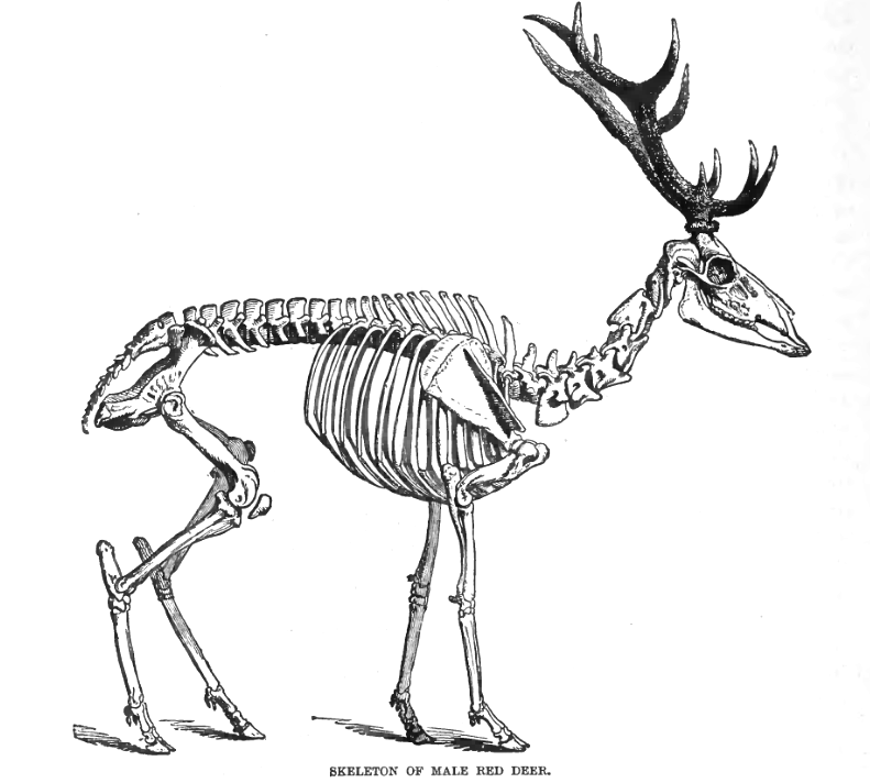 Red_Deer_Skel_Lyd2.png