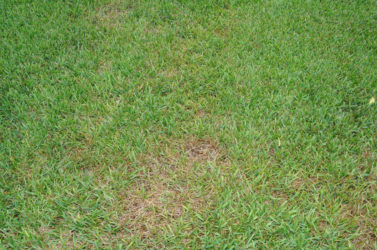 Palmetto St Augustine Grass Need Help The Lawn Forum