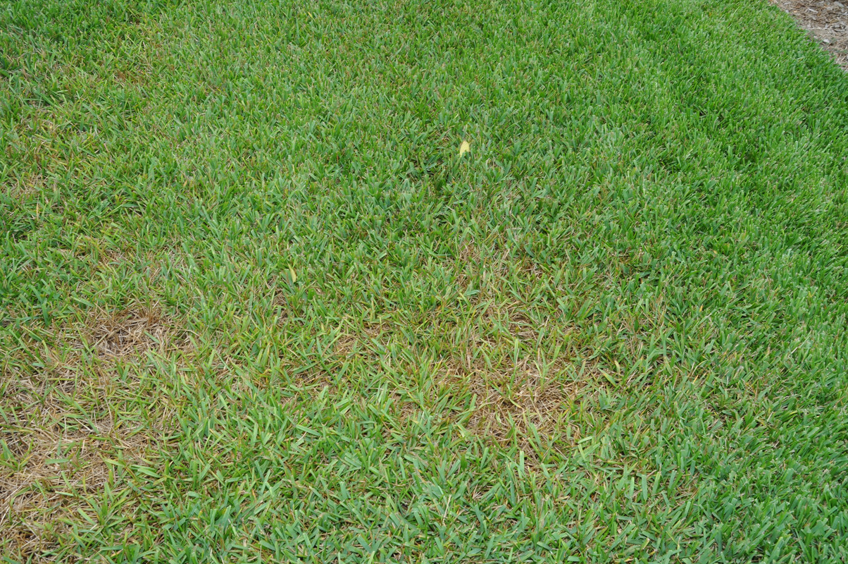 Palmetto St Augustine Grass Need Help The Lawn Forum