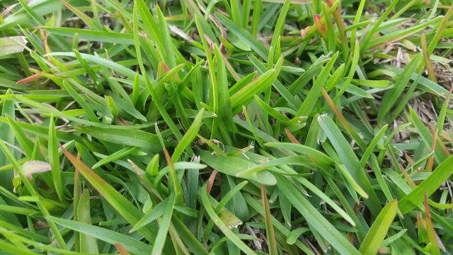 purple grass in my centipede lawn | Lawn Care Forum