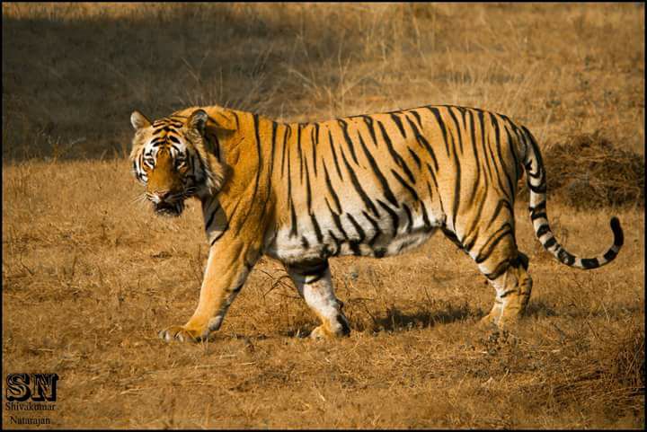 Male Sumatran Tiger Photograph by Picture By Tambako The Jaguar - Pixels  Merch