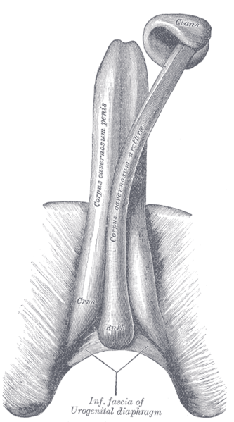 333px_Gray1154.png