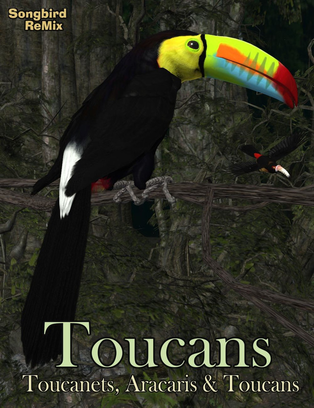 10076 toucans1 main