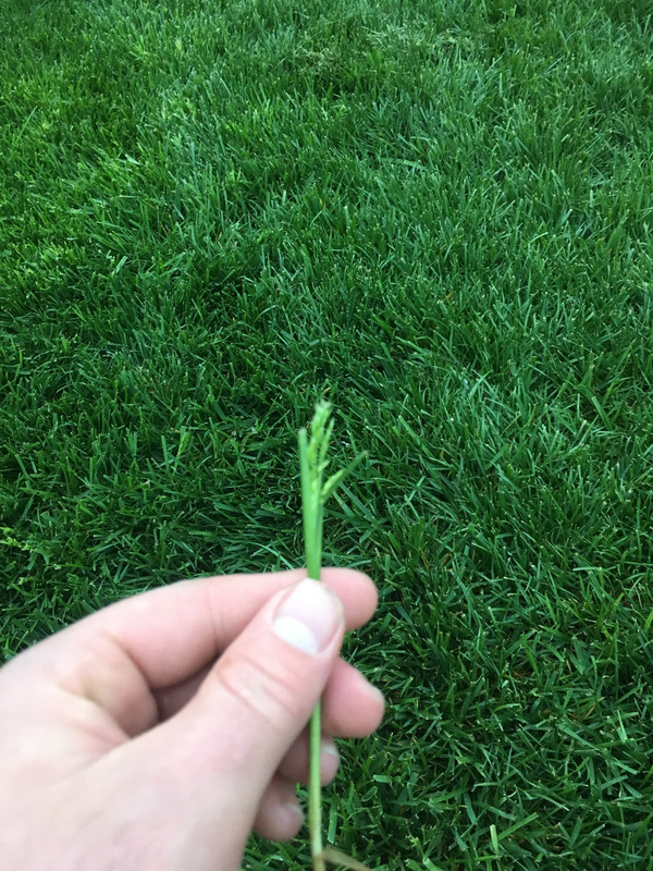 What's this going to seed | Lawn Care Forum