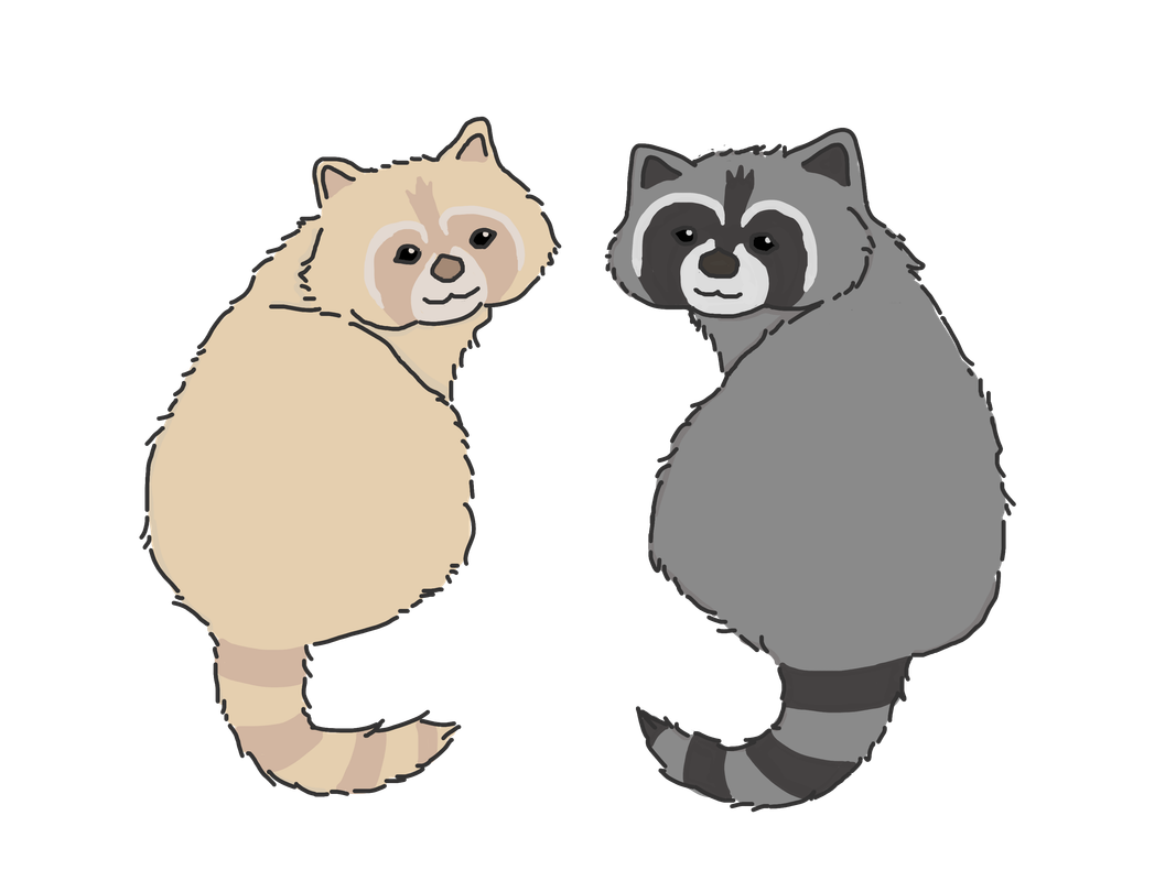two cute raccoons