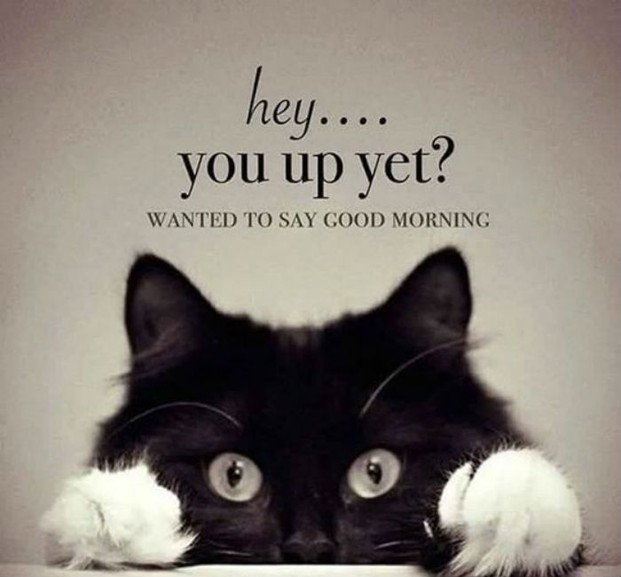 Good-morning-_Whats_App-images-quotes-funny-images.jpg