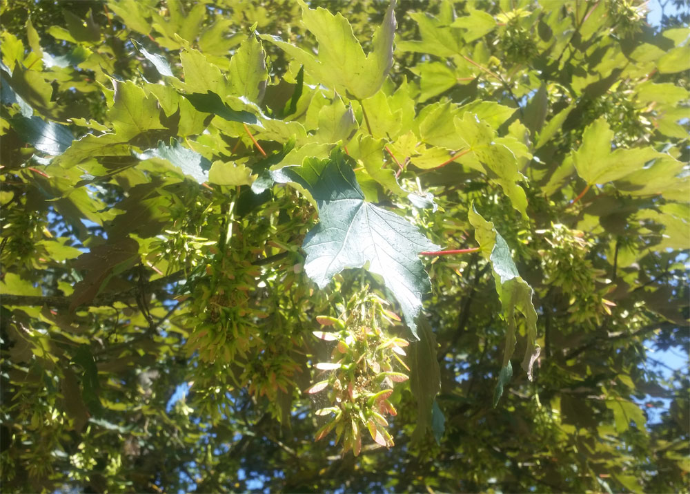 [Image: y20180520_111843.jpg]