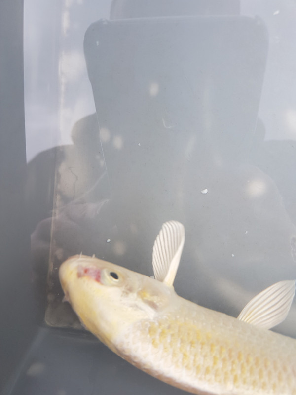fluke fish fluke fish