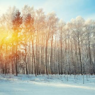 beautiful-winter-sunset-birch-trees-snow-twilight-81452292.jpg