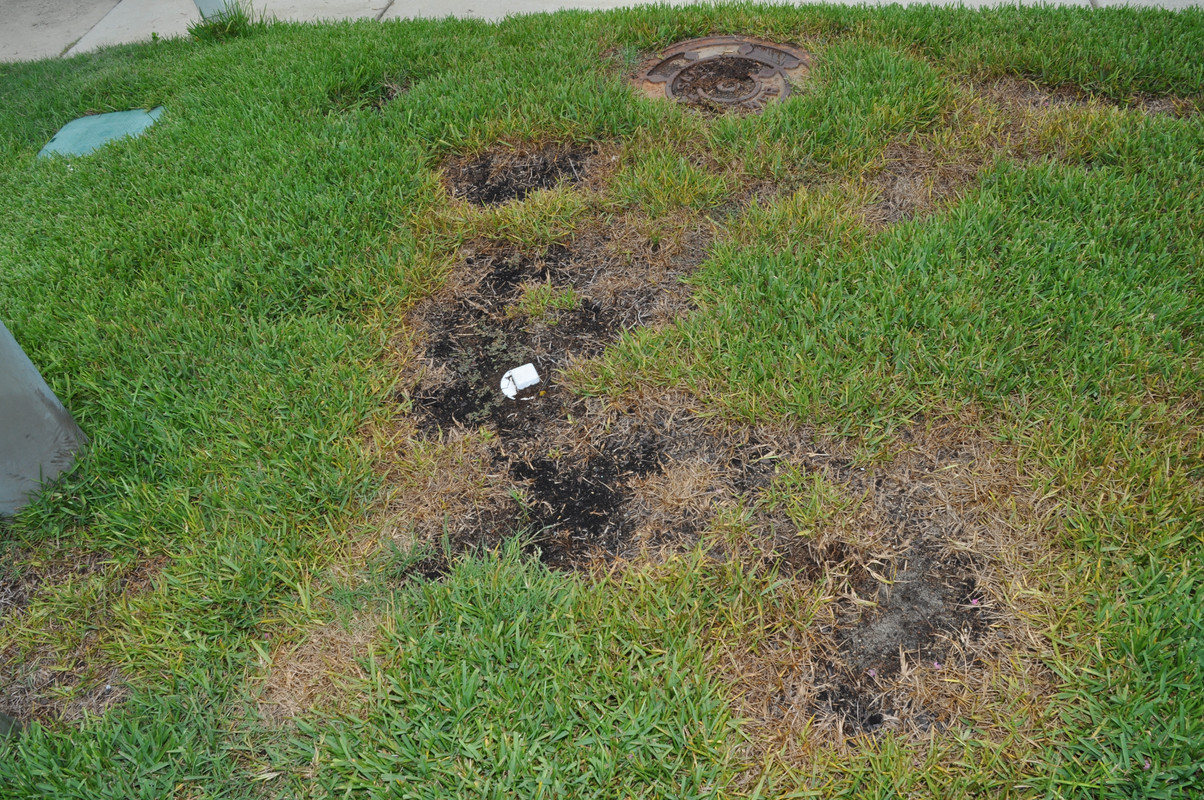 Palmetto St Augustine Grass Need Help The Lawn Forum