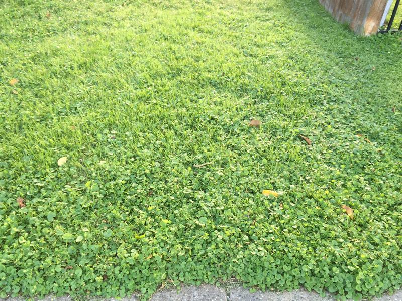 Creeping Charlie & Herbicide | Lawn Care Forum