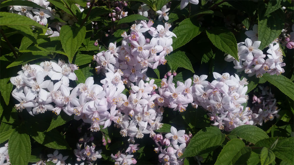 [Image: y20180520_112008.jpg]