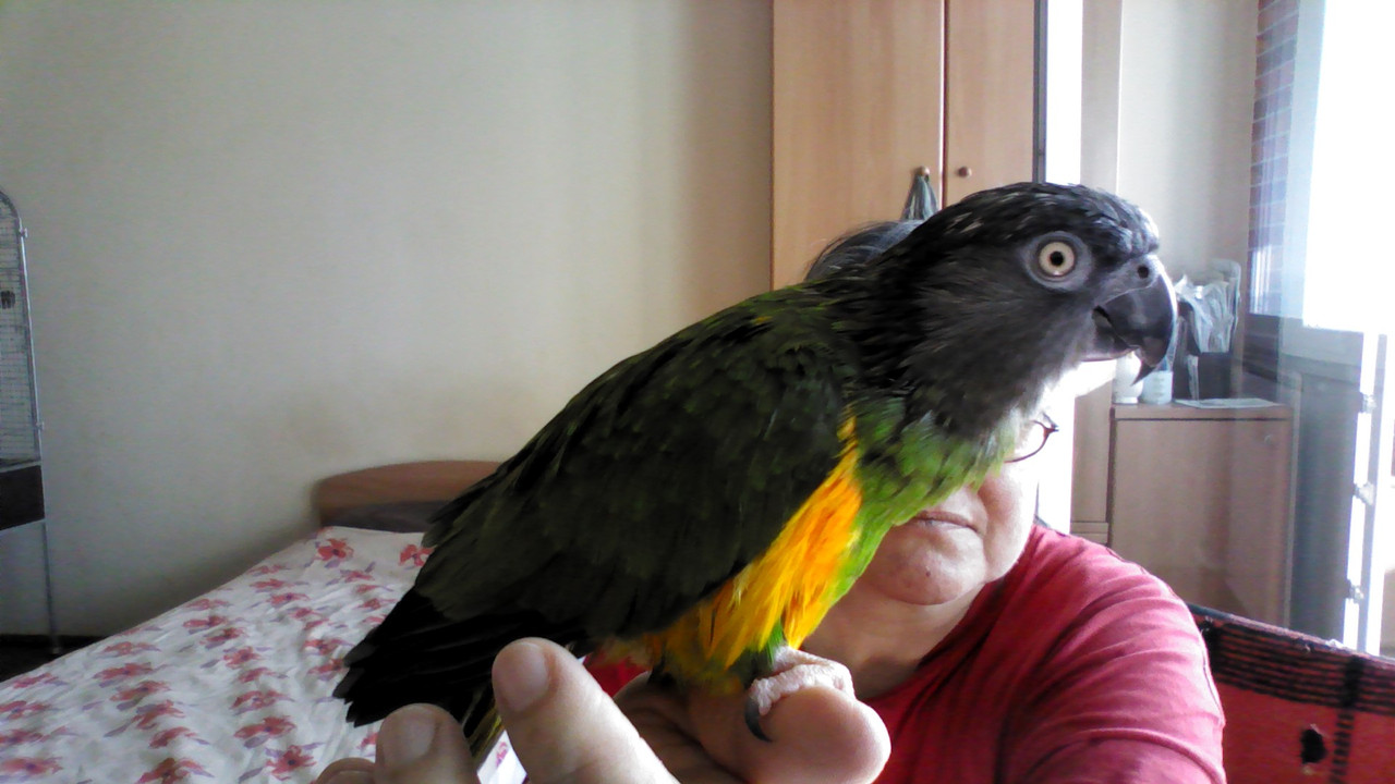 Kép